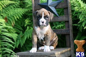 Boxer Puppies for Sale